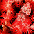   Bargibanti Pygmy seahorse sea fan Komodo Indonesia. Indonesia  